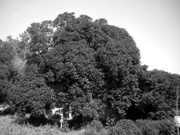 Arbre en Kibboutz 1Israel
