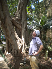 Arbre a Tel Avis 5