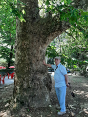 Arbre au Parco ValentinoTorino