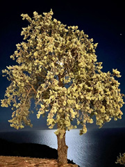 Arbre pres de la mer