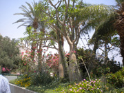 Arbres en Kibbutz 3