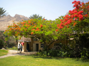 Arbres en fleurs en Kibboutz