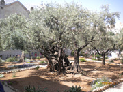 JERUSALEM (79)