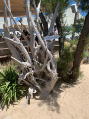 Sculpture naturelle de larbre mort Cote dAzurS